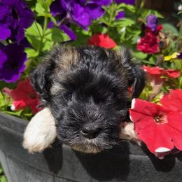 Sable Boy - Gold sable male Havanese puppy in Vinita, Oklahoma from Locust Creek Shih Tzu & Havanese