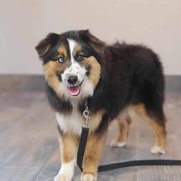 Tazlina - Australian Shepherd