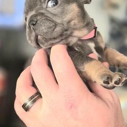 Jasmin - Blue fawn female French Bulldog puppy in Fayetteville, North Carolina from Burger's Pups
