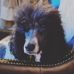 Maisel - Labradoodle