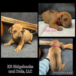 Pink Girl - Wheaten blk nose female Rhodesian Ridgeback puppy in Colome, South Dakota from KB Ridgebacks and Dals, LLC