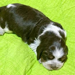 Shenzi - Tri-Roan female English Springer Spaniel puppy in Livingston, Montana from Yellowstone Springers
