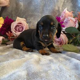 Tessa - Black and tan female Dachshund puppy in Florence, Arizona from Doxie Town Az