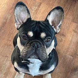 French Bulldogs from Dreasbullies