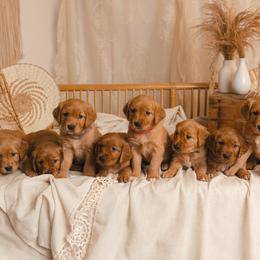Golden Retriever puppies from The Dogstead