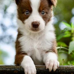 Border Collie and Maremma Sheepdog Puppies from 2J 2K Border Collies
