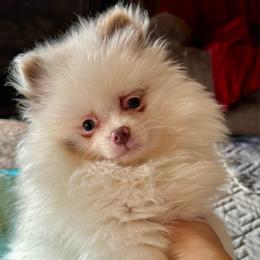 Cotton - Chocolate merle male Pomeranian puppy in Edmond, Oklahoma from My Sun & Moon Poms