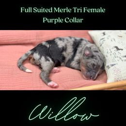 Bernedoodle Puppies from Teddy Bear Bernedoodles