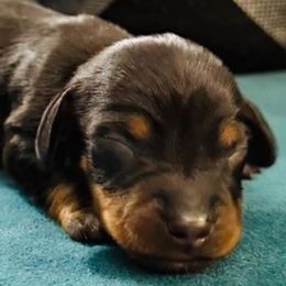 BLUE - Black and tan male Dachshund puppy in Dalhart, Texas from 806 Mini Doxies
