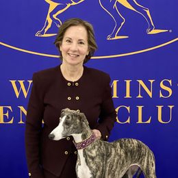 Stormy - Whippet