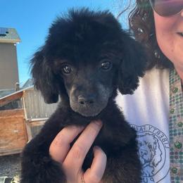Fancy - Poodle