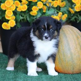 Choctaw - Black tri-color female Australian Shepherd puppy in Circleville, Utah from Canyon Creek Aussies