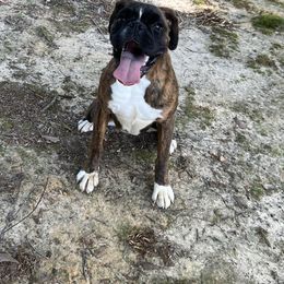 Gamora - Boxer