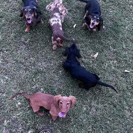 Dachshund Puppies from Chelisa's Dachshunds