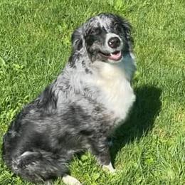 Australian Shepherds from Solis Performance Horses & Australian Shepherds