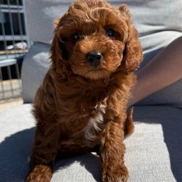 Brooklyn (Guardian Home) - Red  female Goldendoodle puppy in Tucson, Arizona from Adored Poodle & Doodles