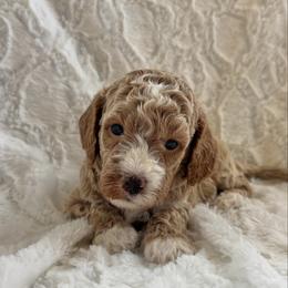 Whitaker - Apricot male Goldendoodle puppy in Somerset, Ohio from Odyssey Pups