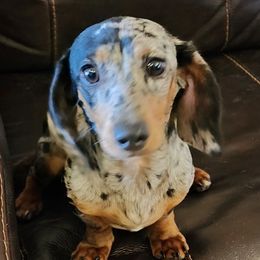 Gracie - Dachshund
