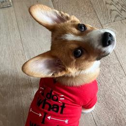 Pembroke Welsh Corgi Puppies from Rose Water Corgis
