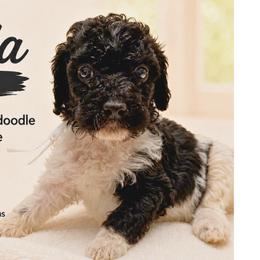 1400.00 Panda: White Collar - Parti female Goldendoodle puppy in Raceland, Louisiana from Cajun Doodles