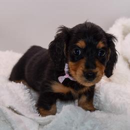 Pink collar female - Black and tan female Dachshund puppy in Maurice, Louisiana from Hart Dachshunds