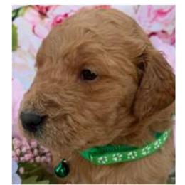 Goldendoodle Puppies from Todd Family Homestead