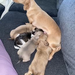 Dachshund Puppies from Alpine Meadow Dachshunds