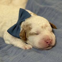 Parti male - Parti male Goldendoodle puppy in Colorado Spgs, Colorado from Colorado Springs Doodles
