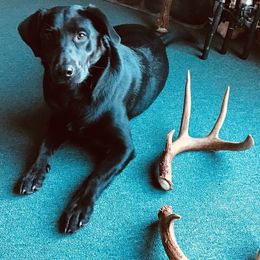 Maverick  - Labrador Retriever