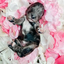 Girl 3 - Blue merle female Bernedoodle puppy in Otisville, Michigan from Danie’s Darling Doodles LLC