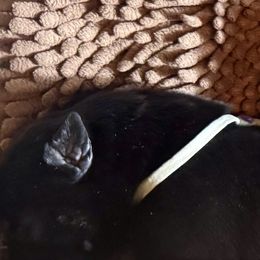 Girl 3 - female German Shepherd puppy in Rolesville, North Carolina from Ransomshire Shepherds