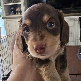 Jester - Chocolate and tan male Dachshund puppy in Willcox, Arizona from Tootsie's Tiny Toes