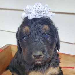 Goldendoodles from Reece Doodles