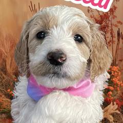 Stella - Springerdoodle puppy from SpringerDoodles at the Beach