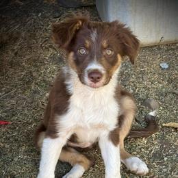 Glory - White and red female Border Collie puppy in Lakeport, California from Akins Aussies/Wild Rose Ranch