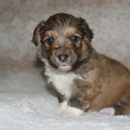 Lombardi (Fluffy coat) - Sable male Pembroke Welsh Corgi puppy in Washington from Castle View Royal Rumps