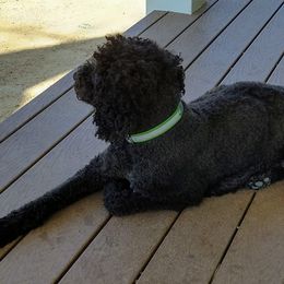 Australian Labradoodles, Labradoodles, and Poodles from Classic Poodles and Doodles