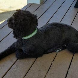 Australian Labradoodles, Labradoodles, and Poodles from Classic Poodles and Doodles