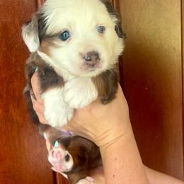 Hermione - Blue merle female Toy Australian Shepherd puppy in Princeton, Louisiana from Legacy Hill Aussies