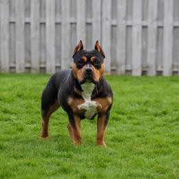 Nova - American Bully