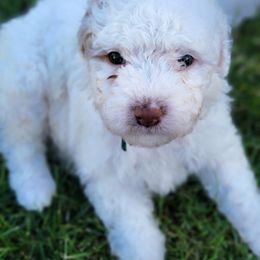 Bernedoodle Puppies from Mt. Rainier Doodle Dogs