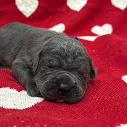 Donner - Gray male Cane Corso puppy in Utah from 3Lake Kennelz