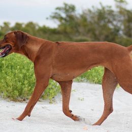Rhodesian Ridgebacks from LoRO