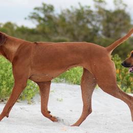 Rhodesian Ridgebacks from LoRO