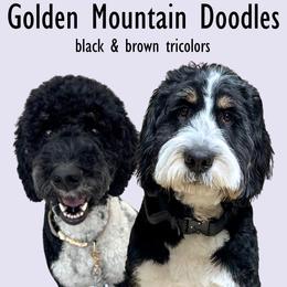 Golden Mountain Doodle puppies from Sonoran Standard Doodles