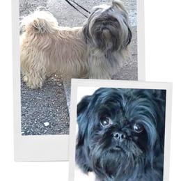 Shih Tzu puppies from Mountain Pass Barn