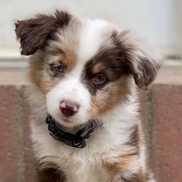 Aussiedoodles and Saint Berdoodles from Whispering Valley Doodles and More