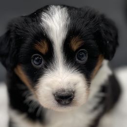 Venus - Black tri female Miniature American Shepherd puppy in Damascus, Oregon from Rebel Soul Minis