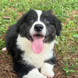 Ace-fluffy - Black and white male Cardigan Welsh Corgi puppy in Hope, Arkansas from Foxy Knoll Farm