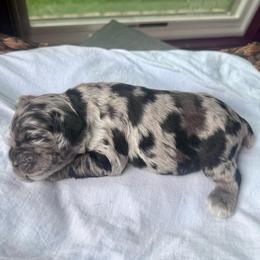 Star - Blue roan and tan female Cocker Spaniel puppy in Floyds Knobs, Indiana from Sweet Tails